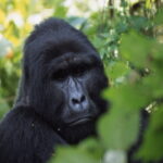 8 Days Uganda Safari