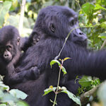 Gorilla and Lion Tracking