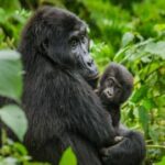 22 Days Uganda Safari