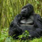 Affordable Gorilla Trekking Safaris in Uganda, Rwanda & Congo