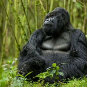 Read more about the article Affordable Gorilla Trekking Safaris in Uganda, Rwanda & Congo