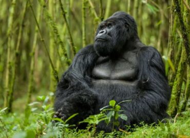 Affordable Gorilla Trekking Safaris in Uganda, Rwanda & Congo