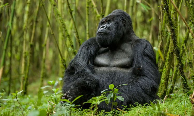 Affordable Gorilla Trekking Safaris in Uganda, Rwanda & Congo