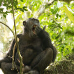 Uganda Cultural Safari