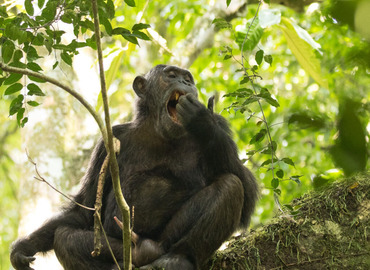 Uganda Cultural Safari