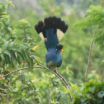 Albertine Rift Birding