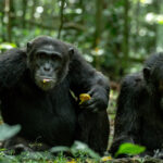 Chimpanzee habituation in Kibale Forest