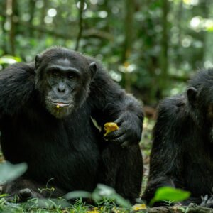 Read more about the article Chimpanzee Habituation in Kibale Forest, Uganda