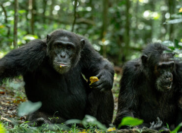 Chimpanzee habituation in Kibale Forest