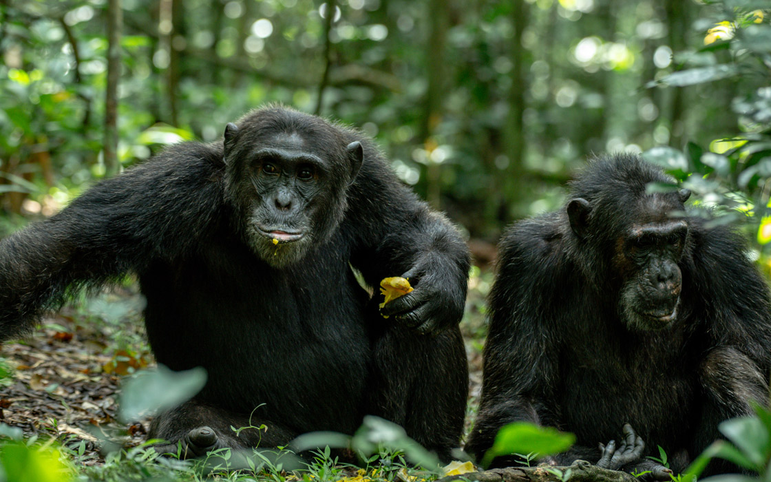 Chimpanzee habituation in Kibale Forest