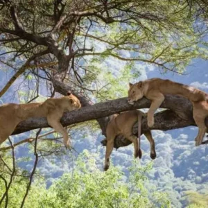 Read more about the article Queen Elizabeth National Park Uganda: A Wildlife Paradise