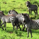 national parks in Uganda