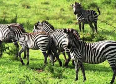 national parks in Uganda