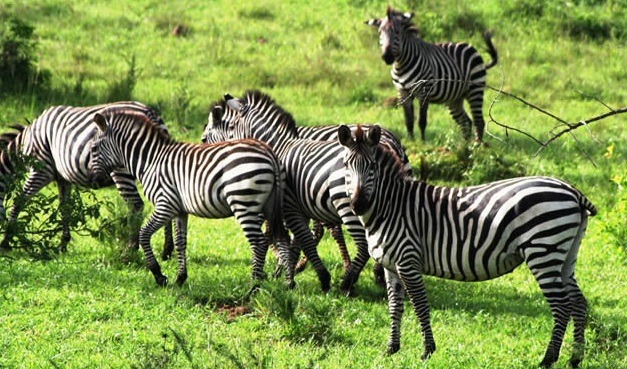 Top National Parks in Uganda for Unforgettable Game Drives