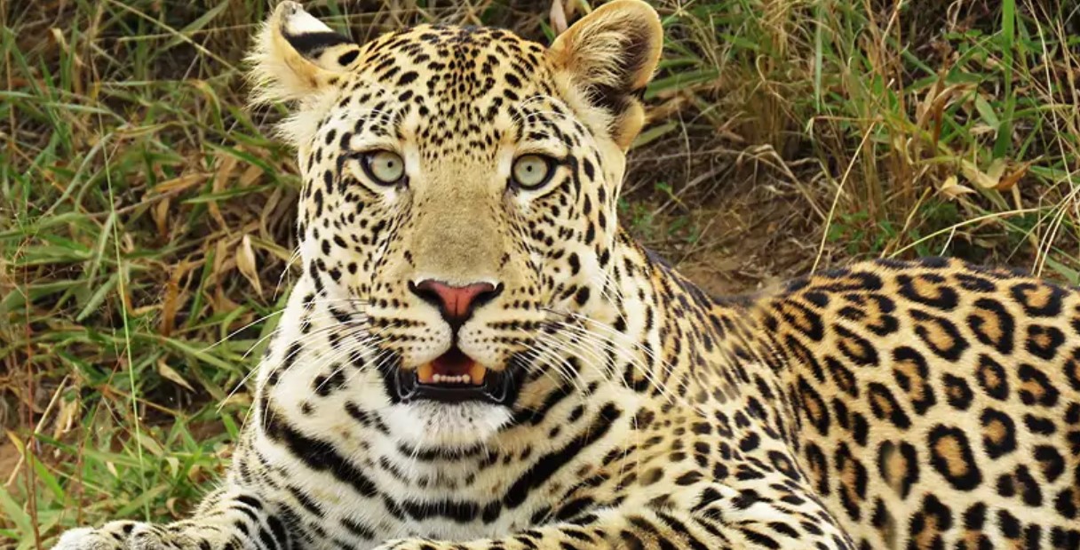 You are currently viewing 20 Days Discover Uganda Safari – Gorillas, Wildlife & Cultural Adventure