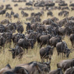 East Africa Safari Destinations