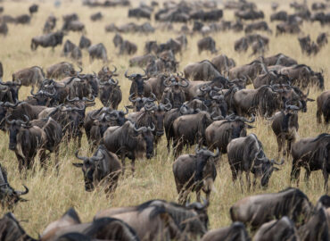 East Africa Safari Destinations