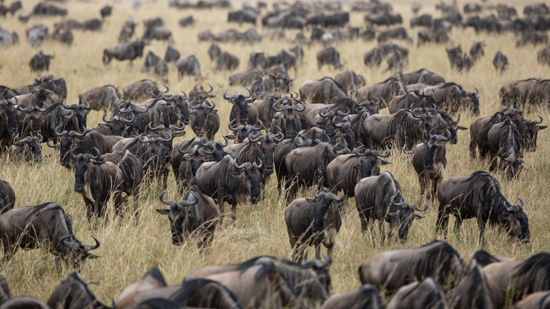 Top 5 Safari Destinations in East Africa