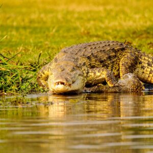 Read more about the article 20 Best Tailor-made Safari Companies in Uganda