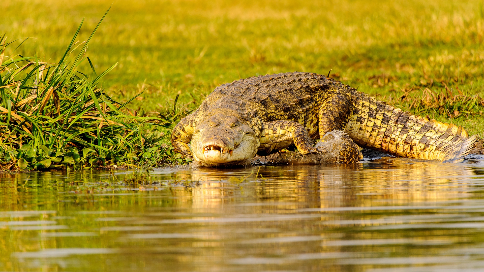 Read more about the article 20 Best Tailor-made Safari Companies in Uganda