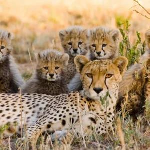 Read more about the article Kidepo Valley National Park