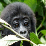 Uganda primates safari