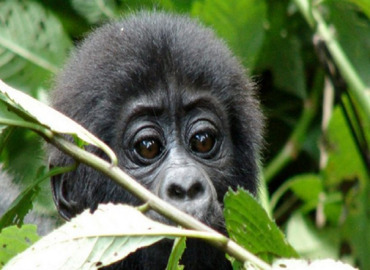 Uganda primates safari
