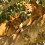 Uganda Wildlife Safari