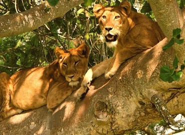 Uganda Wildlife Safari