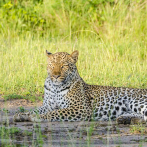 Read more about the article Queen Elizabeth National Park Uganda: A Wildlife Paradise