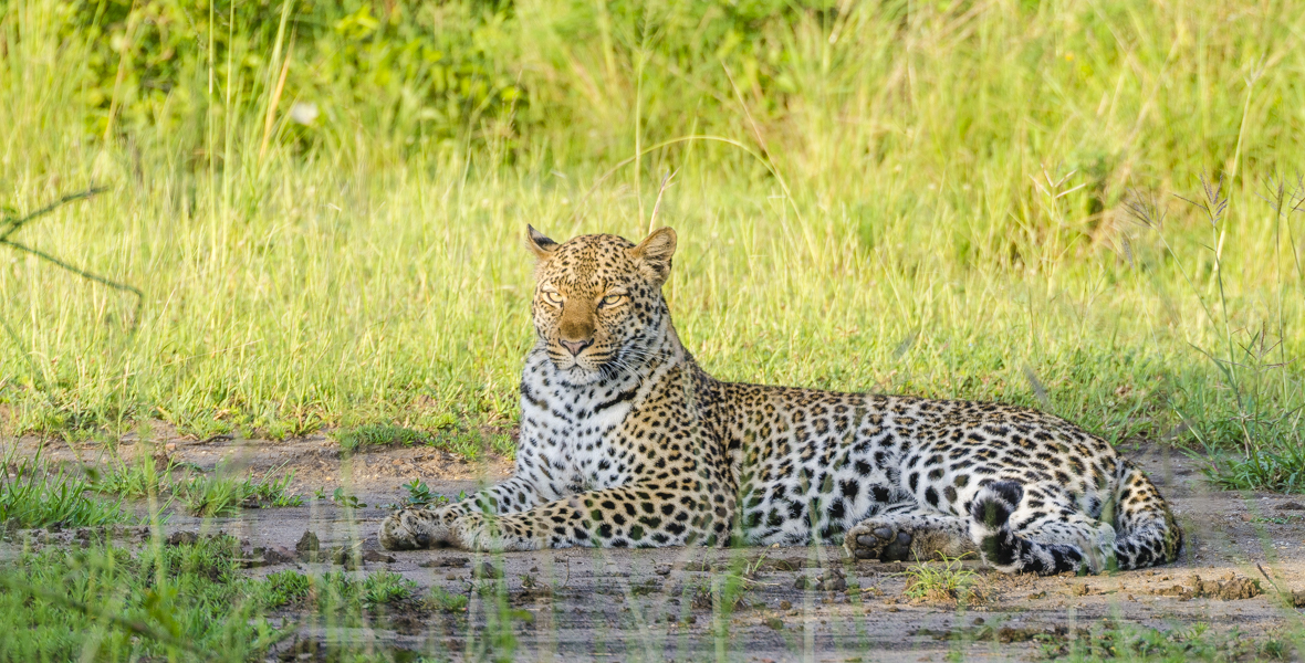 You are currently viewing 3 DAYS WILDLIFE EXPERIENCE IN MURCHISON FALLS NATIONAL PARK