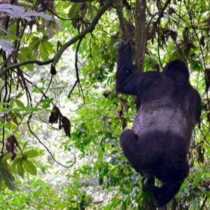 Read more about the article Ruhija Gorilla Trekking Sector in Bwindi Impenetrable Forest National Park