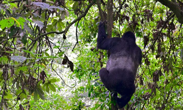 Ruhija Gorilla Trekking Sector in Bwindi Impenetrable Forest National Park