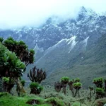 Rwenzori Mountains Uganda
