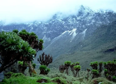 Rwenzori Mountains Uganda