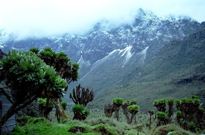 Rwenzori Mountains Uganda