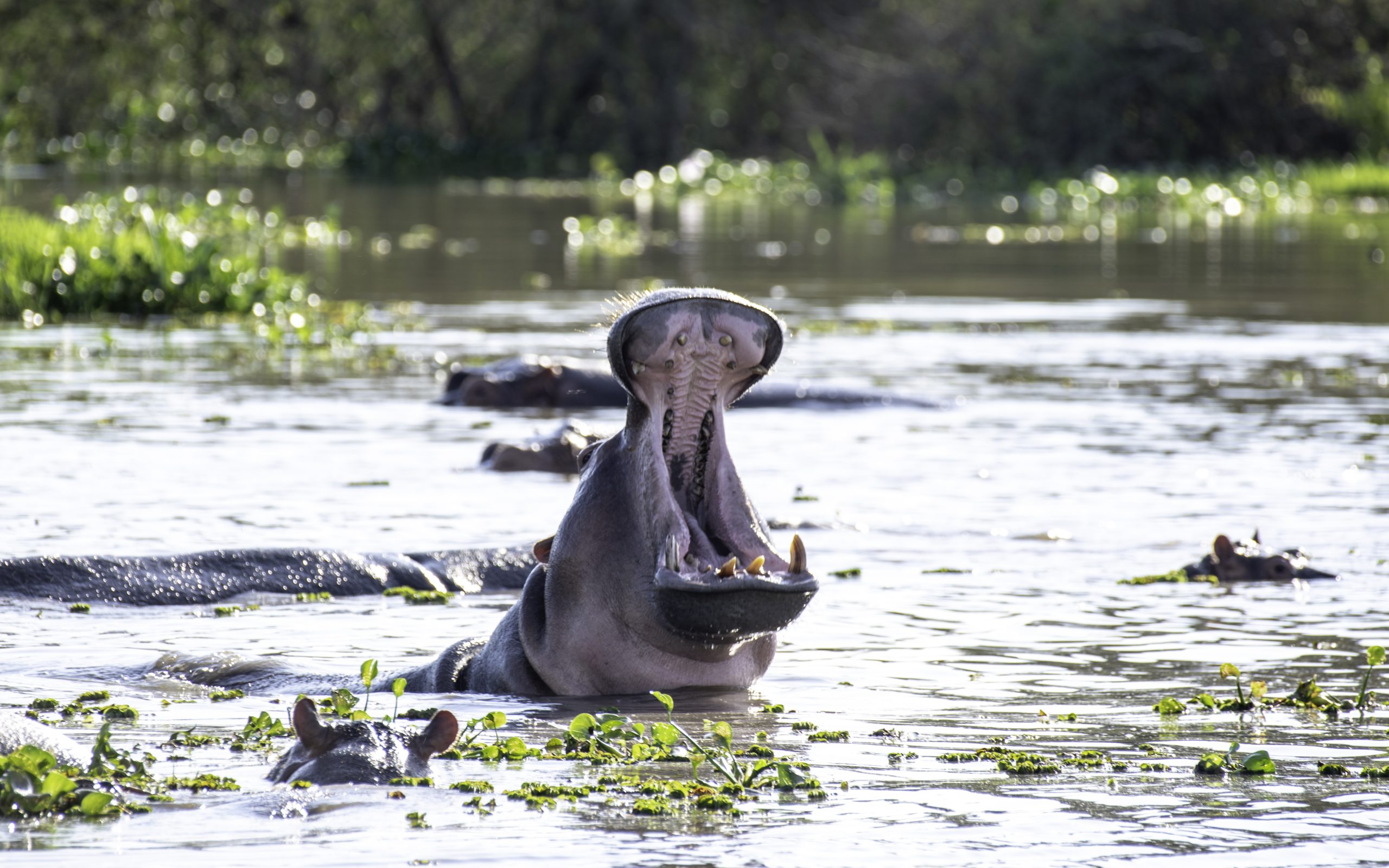 You are currently viewing 6 Days Uganda Safari Adventure – Gorillas, Wildlife & Scenic Landscapes