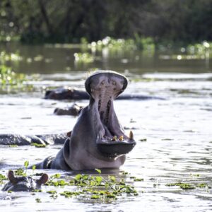Read more about the article What’s the Perfect Amount of Time to Be on a Uganda Safari?