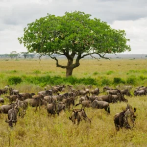Read more about the article How First-Time Travelers Can Safely Experience the Great Migration in Tanzania