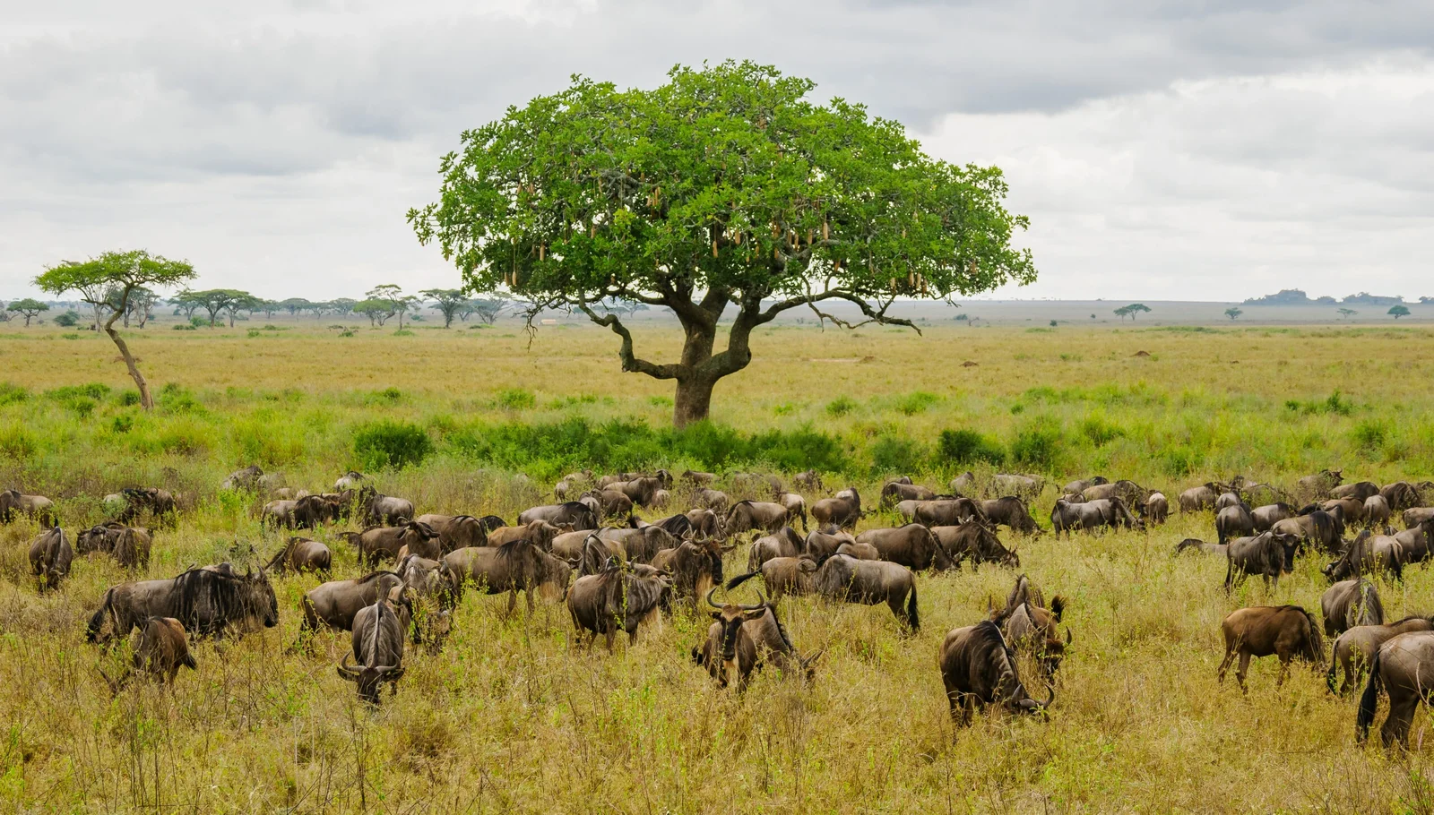 Read more about the article How First-Time Travelers Can Safely Experience the Great Migration in Tanzania