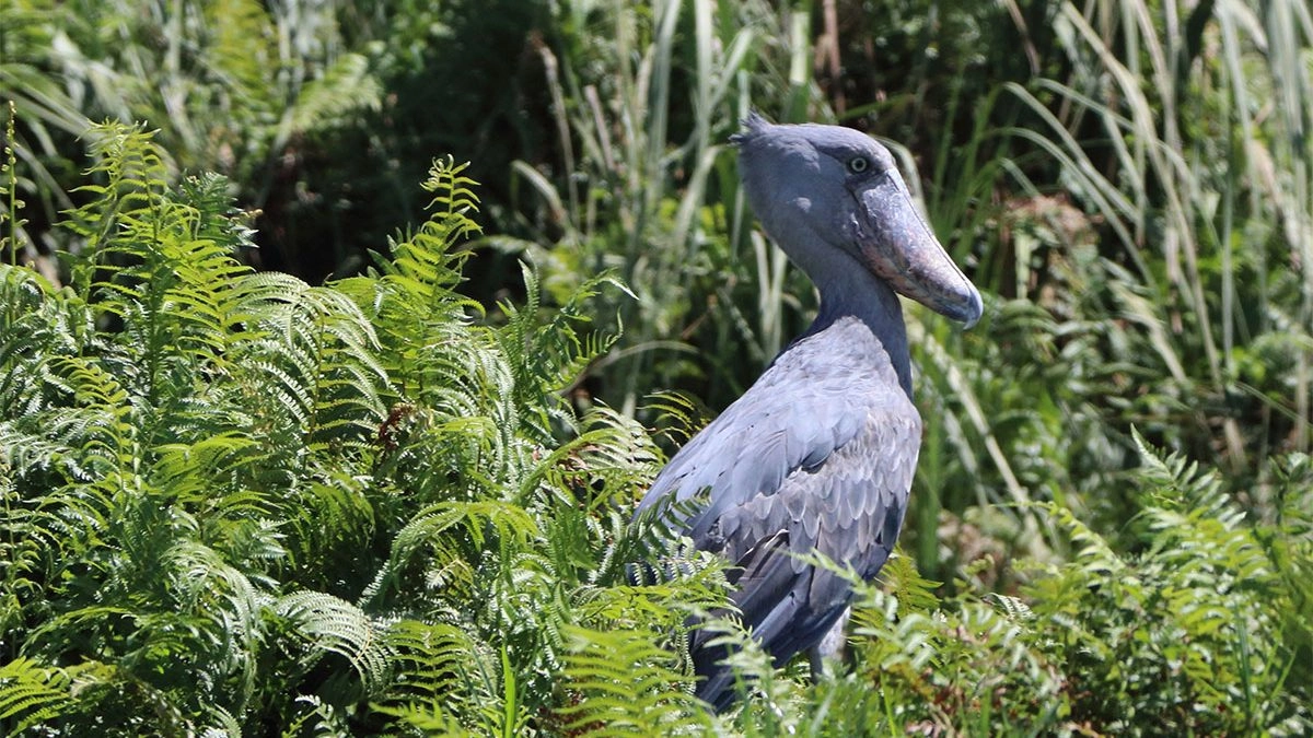 You are currently viewing 12 Days Exclusive Albertine Rift Birding Safari in Uganda