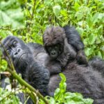 Uganda and Rwanda Safari