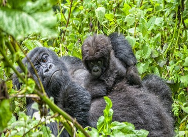 Uganda and Rwanda Safari