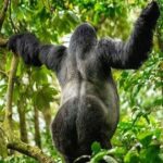 Gorilla trekking Uganda