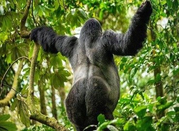 Gorilla trekking Uganda