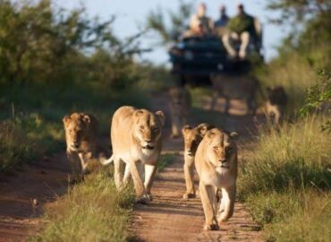 tree-climbing lions of Ishasha