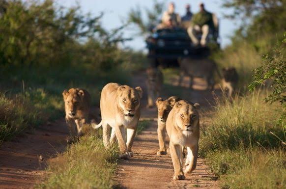 tree-climbing lions of Ishasha