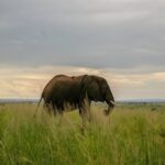 Uganda Tour 20-day