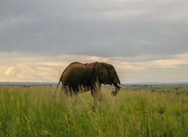 Uganda Tour 20-day