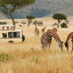 Best Time Africa Safari